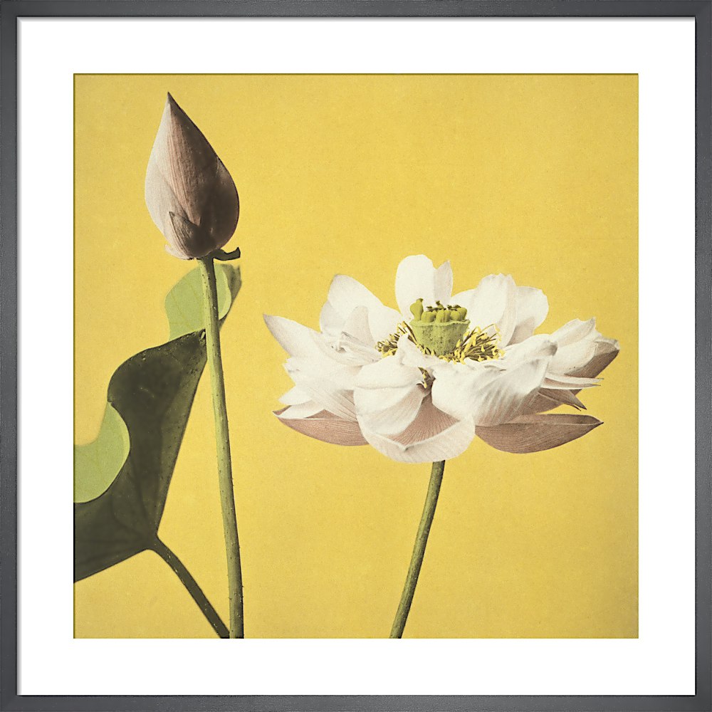 handle Deltage Modregning Framed Wall Art Prints & Posters – Buy Online | King & McGaw